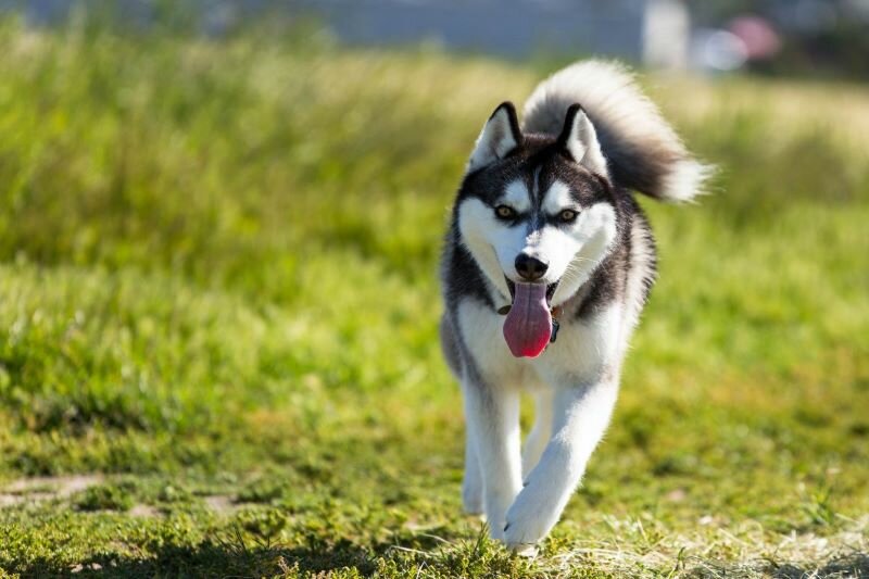 Stop Dogs From Escaping Your Yard